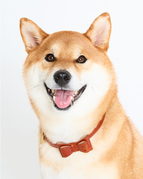 ペットのソロ撮影プラン イメージ画像